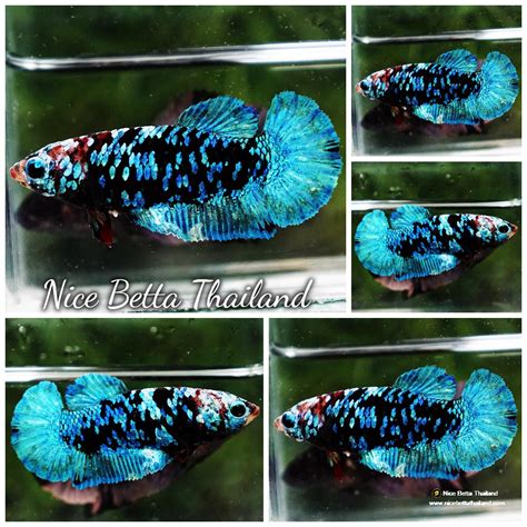 Avatar Betta Fish for Sale .